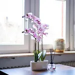 Honeybee Apartment Koblenz (Rhineland-Palatinate)
